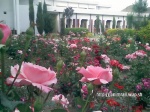 Imrankhan flowers27